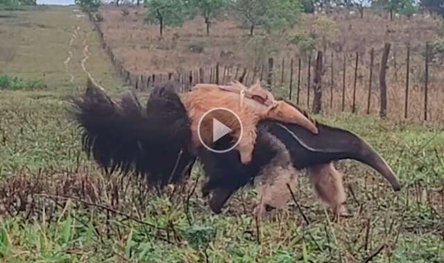 Tamandu&aacute;-bandeira albino &eacute; descoberto em fazenda de MS