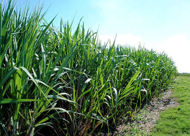 Novo bioinsumo aumenta em até 20% a produtividade da cana-de-açúcar