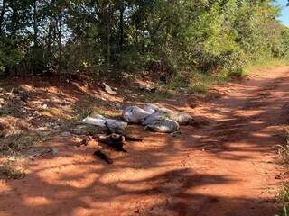 Estrada onde o burro foi encontrado esquartejado. (Foto: Mariely Barros)