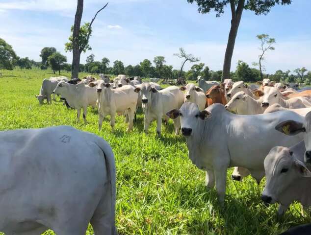 Novilho precoce abatido em MS é 20 kg mais pesado que a média nacional