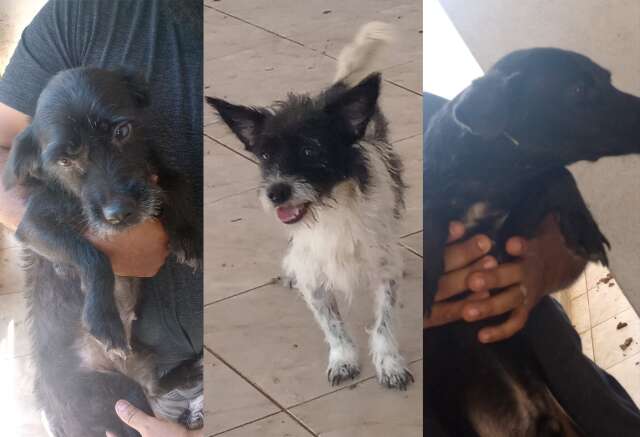 Ap&oacute;s ataque de pitbull, tr&ecirc;s cachorros s&atilde;o resgatados e donos s&atilde;o autuados