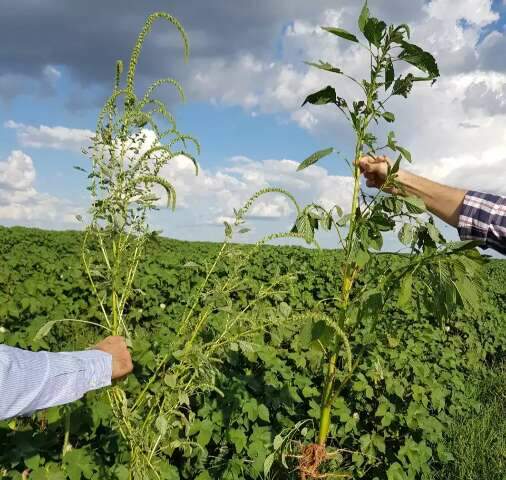 Extremamente agressiva, planta daninha resistente é detectada em MS