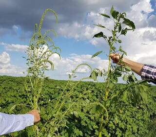 Planta tem potencial para produzir de 100 mil a 1 milhão de sementes em um curto período de tempo (Divulgação/Iagro)