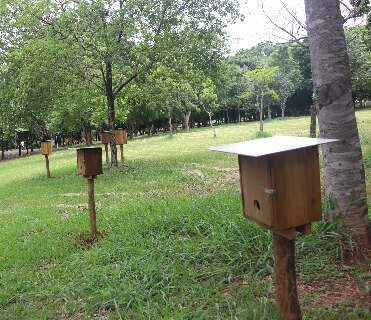 Parque das Nações será “casa” de abelhas sem ferrão a partir de janeiro 
