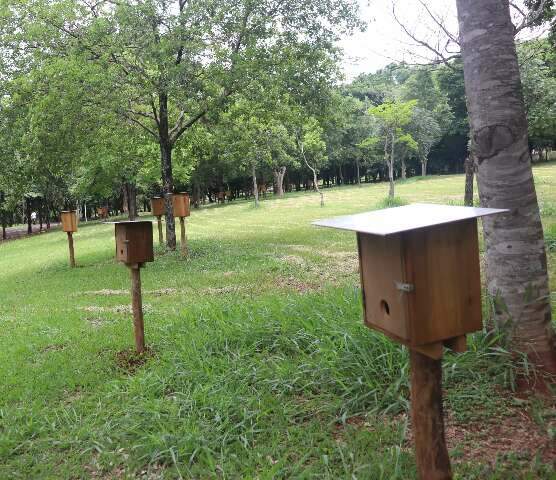 Parque das Na&ccedil;&otilde;es ser&aacute; &ldquo;casa&rdquo; de abelhas sem ferr&atilde;o a partir de janeiro 