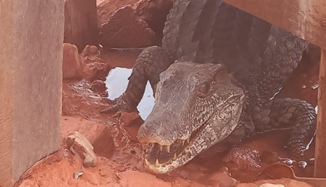 Jacar&eacute; de 80 cm &eacute; encontrado em p&aacute;tio de mineradora 