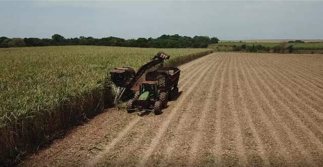 Produ&ccedil;&atilde;o de cana-de-a&ccedil;&uacute;car cresce 2,7% e pode chegar a 42,4 mil toneladas em MS