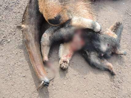 Mortes de tamanduás em rodovias derrubam pela metade reprodução de animais