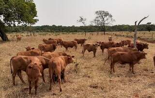 Testes de controle do carrapato foram feitos pela Embrapa-Gado de Corte, com animais da raça senepol. (Foto: Arquivo/Embrapa-CNPGC)