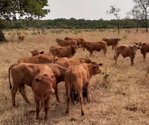 Verão quente e úmido marca proliferação do carrapato-do-boi 