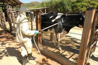 Bovino é submetido a banho com produto químico; método se mostra eficaz, apesar do manejo trabalhoso. (Foto: Arquivo/Embrapa)