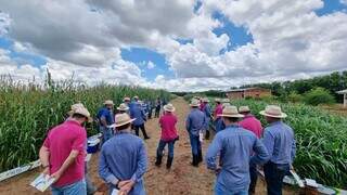 Agricultores, técnicos e revendedores acompanharam os experimentos com milheto no Centro de Pesquisa da Bonamigo. (Foto: Divulgação)