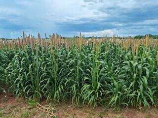 Com custo-benefício superior, variedades de milheto podem produzir até 40 sacas por hectare. (Foto: Divulgação)