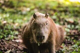 Capivara tem água fresca, sombra e comida no maior parque da cidade. (Foto: Marcos Maluf)