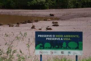 Tomado por areia, lago vira &quot;praia&quot; de 50 capivaras no Parque das Na&ccedil;&otilde;es