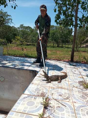 Filhote de jacar&eacute; &eacute; resgatado em piscina desativada de uma ch&aacute;cara