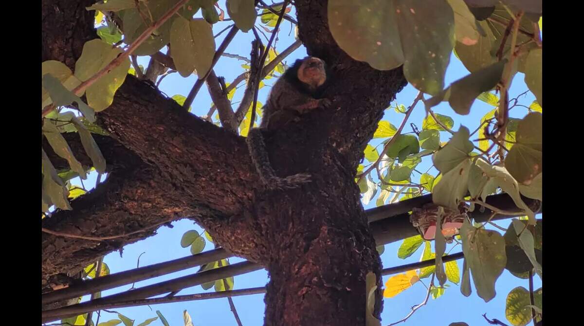 Fofos e belos, bichos transformam bairros em planetas dos macacos - Campo  Grande 116 Anos - Campo Grande News