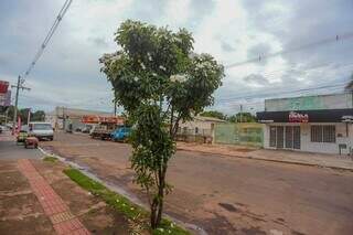 Pequeno espaço na calçada foi o bastante para que a planta se adaptasse na Vila Nhanhá. (Foto: Marcos Maluf)