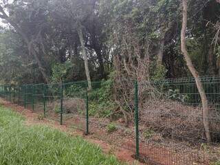 Árvores já foram cercadas por tela em terreno de obra do Tribunal de Justiça. (Foto: Aline dos Santos)
