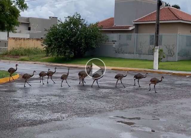 &ldquo;Papai ema&rdquo; atravessa rua com 13 filhotes em S&atilde;o Gabriel do Oeste