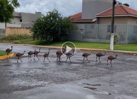 “Papai ema” atravessa rua com 13 filhotes em São Gabriel do Oeste