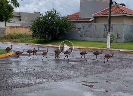 Vídeo mostra tentativa de socorrer uma capivara que ratejava pela ruas de  Campo Grande; animal não resiste, Radar Brasil