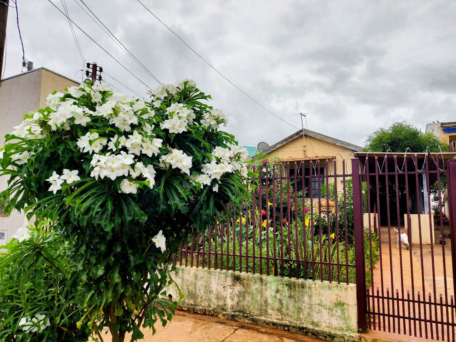 No jardim ou na rua, 'véu de noiva' é opção fácil para sempre ter flores -  Comportamento - Campo Grande News