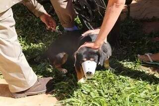 Cachorro sendo vacinado contra a raiva em Campo Grande. (Foto: Kisie Ainoã, Arquivo)