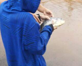 Crianças recolheram peixes mortos no asfalto. (Foto: Direto das Ruas)