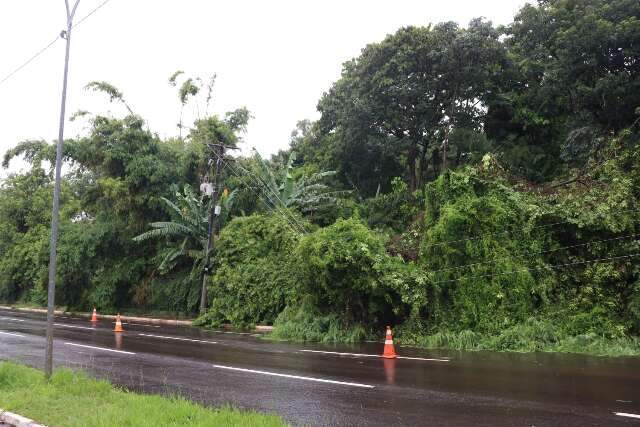 Árvore cai em cima de fiação na avenida Nelly Martins e deixa 392 casas