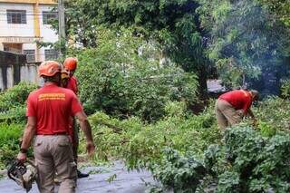 Bombeiros retiram árvores que caíram durante o temporal. (Foto: Paulo Francis)