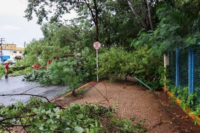&Aacute;rvore de 20 metros cai no Horto Florestal e interdita Avenida Ernesto Geisel 