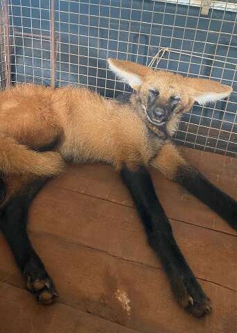 Lobo-guar&aacute; &eacute; atropelado em rodovia, mas resgatado e levado para Capital