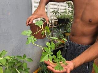 Jovem mostra muda de melão cultivada em casa. (Foto: Jéssica Fernandes)