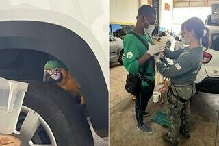 Arara Canindé foi resgatada pelo Instituto Arara Azul na manhã desta quinta (5). (Foto: Direto das Ruas)