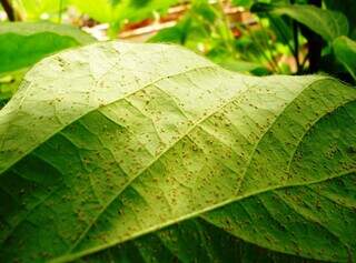 Ferrugem asiática é causada por um fungo, que ataca a soja verde e prejudica a produvidade da planta. (Foto: Arquivo/Embrapa)