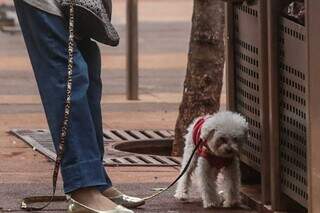 Cachorrinho precisou de casaco para o passeio diário no Centro. (Foto: Marcos Maluf)