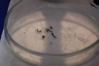 Larvas do mosquito da dengue em vidro para verificação em microscópio. (Foto: Marcos Maluf)