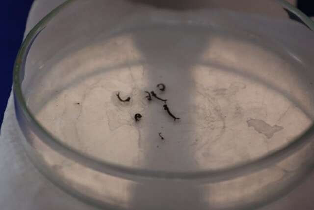 Casos de dengue aumentam 170% e matam 9 a mais que h&aacute; dois anos