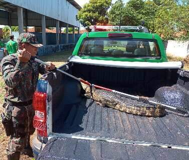 Búfalo mata cavalo e fere peão em ataque de fúria no Pantanal - Interior -  Campo Grande News