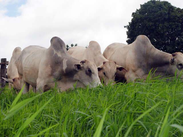 Embrapa Gado de Corte promove Dinapec dias 22 e 23 de março em Campo Grande  