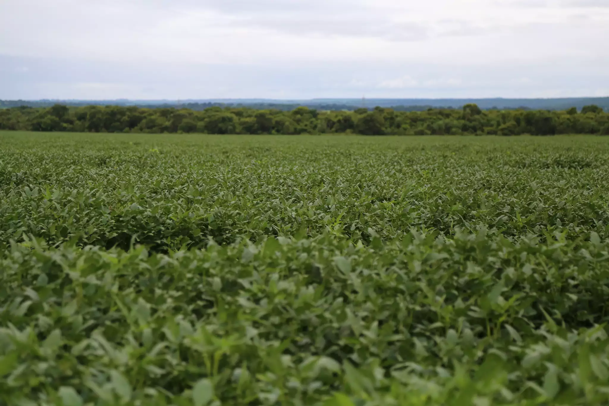 Produção de soja em MS deve alcançar 13,35 milhões de tonelada em 2023