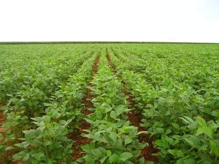MS prorroga período para cadastro de área plantada de soja