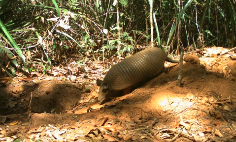 Orelhudo e de cauda mole: misteriosa espécie de tatu é confirmada no Pantanal 