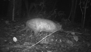 Registro do tatu-de-rabo-mole-grande no Pantanal sul-mato-grossense. (Foto: reprodução/ICAS)