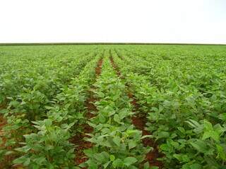 Lavoura de soja em propriedade rural brasileira; área plantada em Mato Grosso do Sul precisa ser declarada até o dia 31 de janeiro. (Foto: Arquivo/Embrapa)