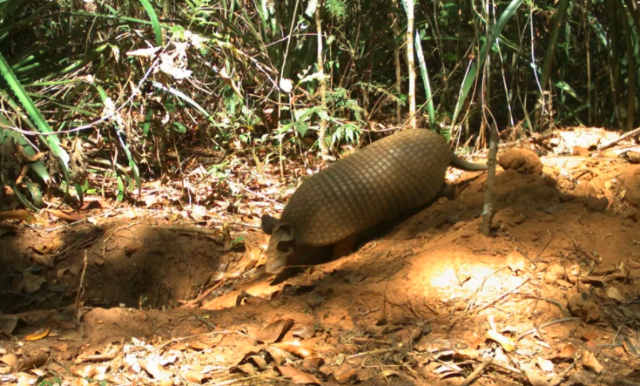 Orelhudo e de cauda mole: misteriosa esp&eacute;cie de tatu &eacute; confirmada no Pantanal 