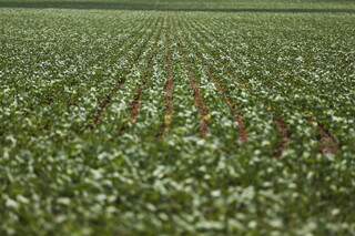 Área plantada com soja; grão deve ocupar 43 milhões de hectares em todo o País. (Foto: Arquivo/Agência Brasil)