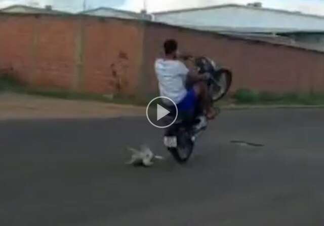 Sem CNH, jovem empina moto e atropela cachorro na Capital 