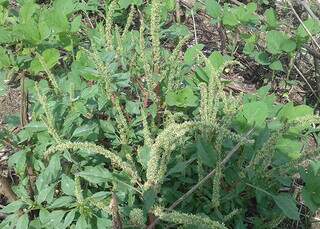 Planta daninha Amaranthus palmeri, identificada em Naviraí; praga se alastra e é capaz de derrubar em mais de 90% a produtividade de alguns grãos. (Fotos: Fernanda Ikeda/Embrapa)